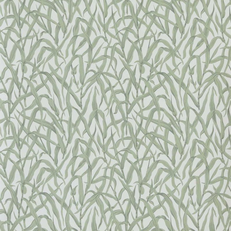 Ornamental Grasses