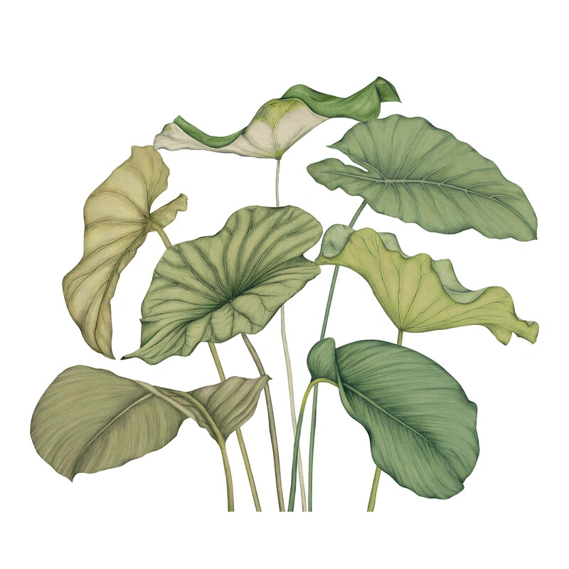 Alocasia Intisse