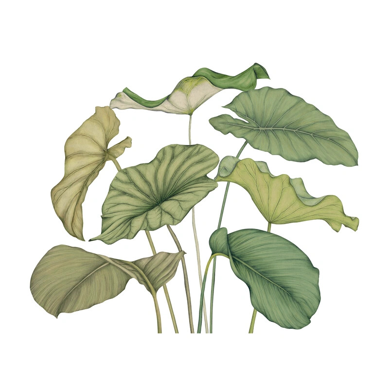 Alocasia Vinyle