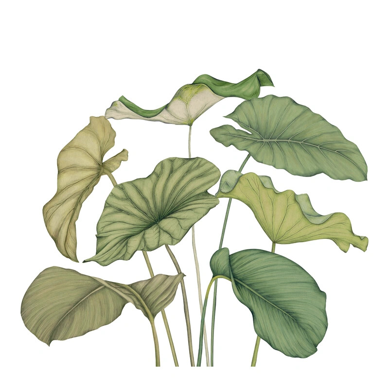 Alocasia Vinyle