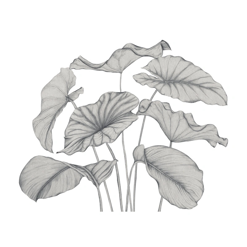 Alocasia Vinyle