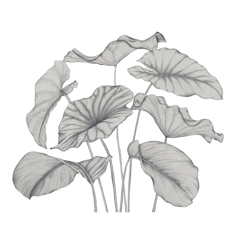 Alocasia Vinyle