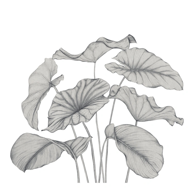 Alocasia Vinyle