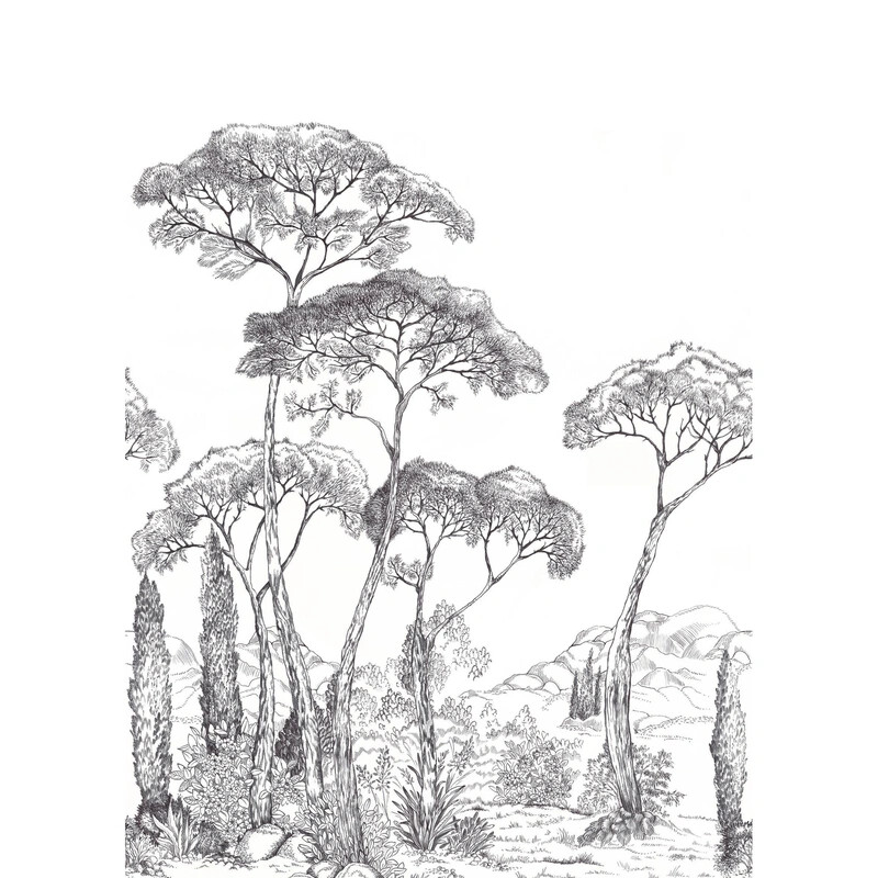Forest Of Pineas