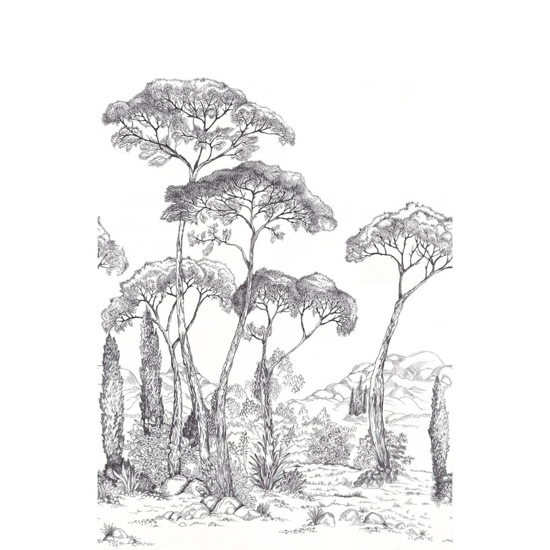 Forest Of Pineas