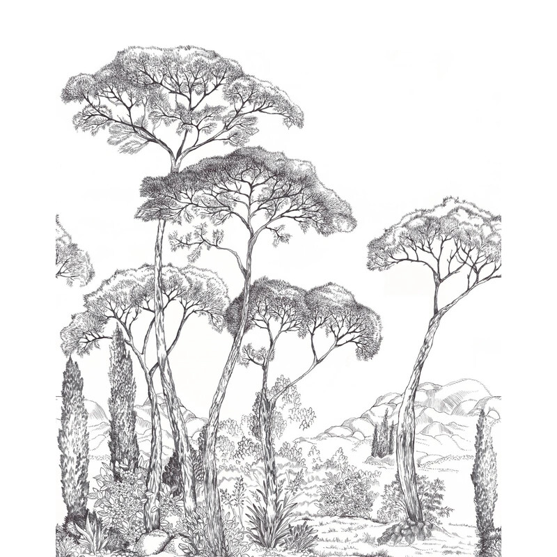 Forest Of Pineas
