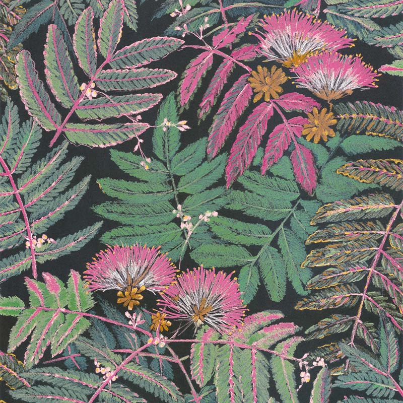 Albizia 