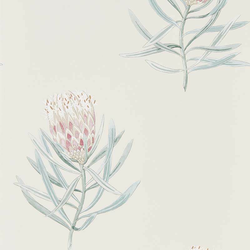 Protea Flower