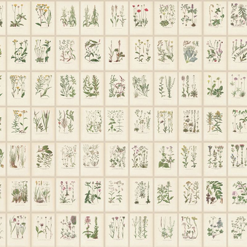 Botanica